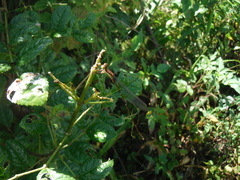 Diceratobasis melanogaster