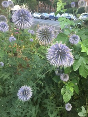 Echinops ritro