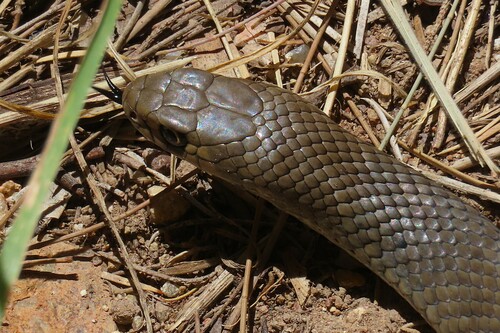 Eastern Brown Snake sighting