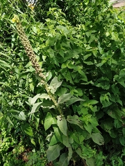 Verbascum thapsus