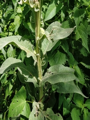 Verbascum thapsus