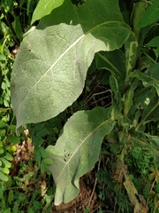 Verbascum thapsus