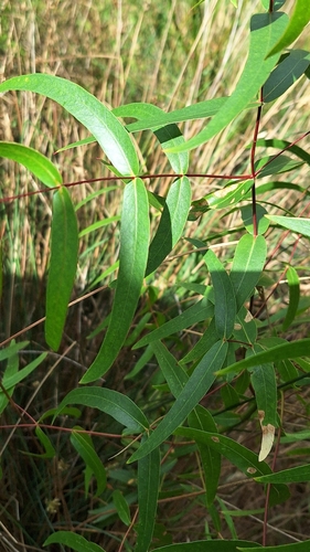Image of Eucalyptus viminalis by no rights reserved