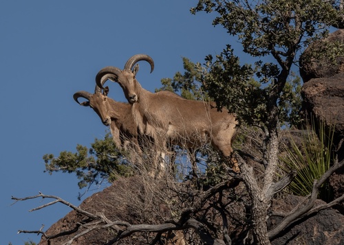 Aoudad