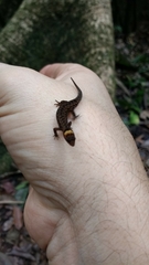 Lepidoblepharis