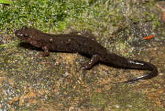 Desmognathus abditus