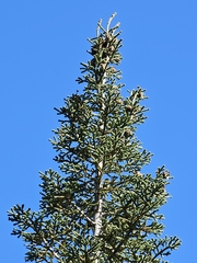 Abies vejarii, photograph (c) Liliana Ramírez-Freire, some rights reserved (CC BY)