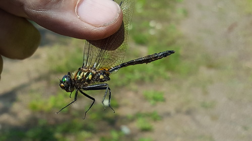 Brush-tipped Emerald photo 5