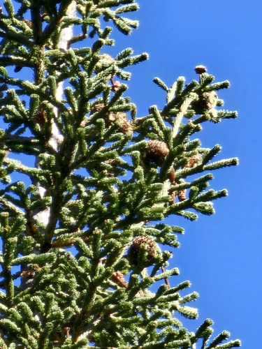 Image of Abies vejarii by (c) Liliana Ramírez-Freire, some rights reserved (CC BY)