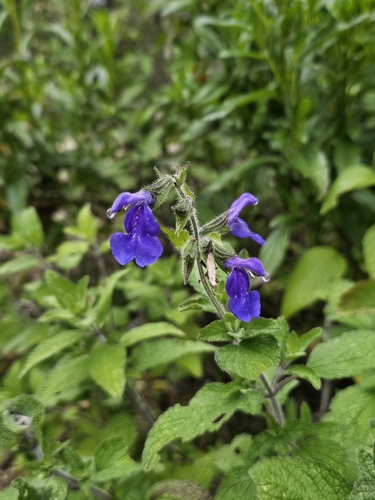 Mount Zamorano Sage (Salvia zamoranensis)