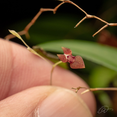 Pabstiella fusca, photograph (c) Reinaldo de Oliveira Elias, some rights reserved (CC BY)