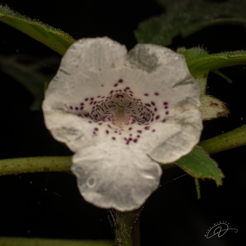 Sinningia schiffneri