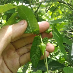 Gonolobus uniflorus