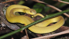 Trimeresurus insularis