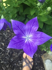 Platycodon