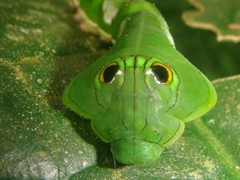 Oxytenis modestia