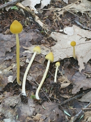Entoloma luteum