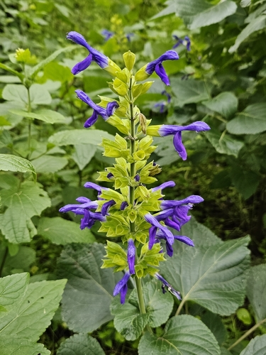 Image of Salvia mexicana by (c) Erick Vélez Sánchez, some rights reserved (CC BY)