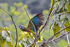 Amazona versicolor