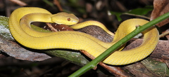 Trimeresurus insularis