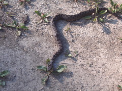 Vipera ammodytes