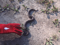 Vipera ammodytes