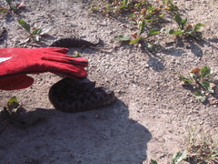 Vipera ammodytes