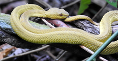 Trimeresurus insularis