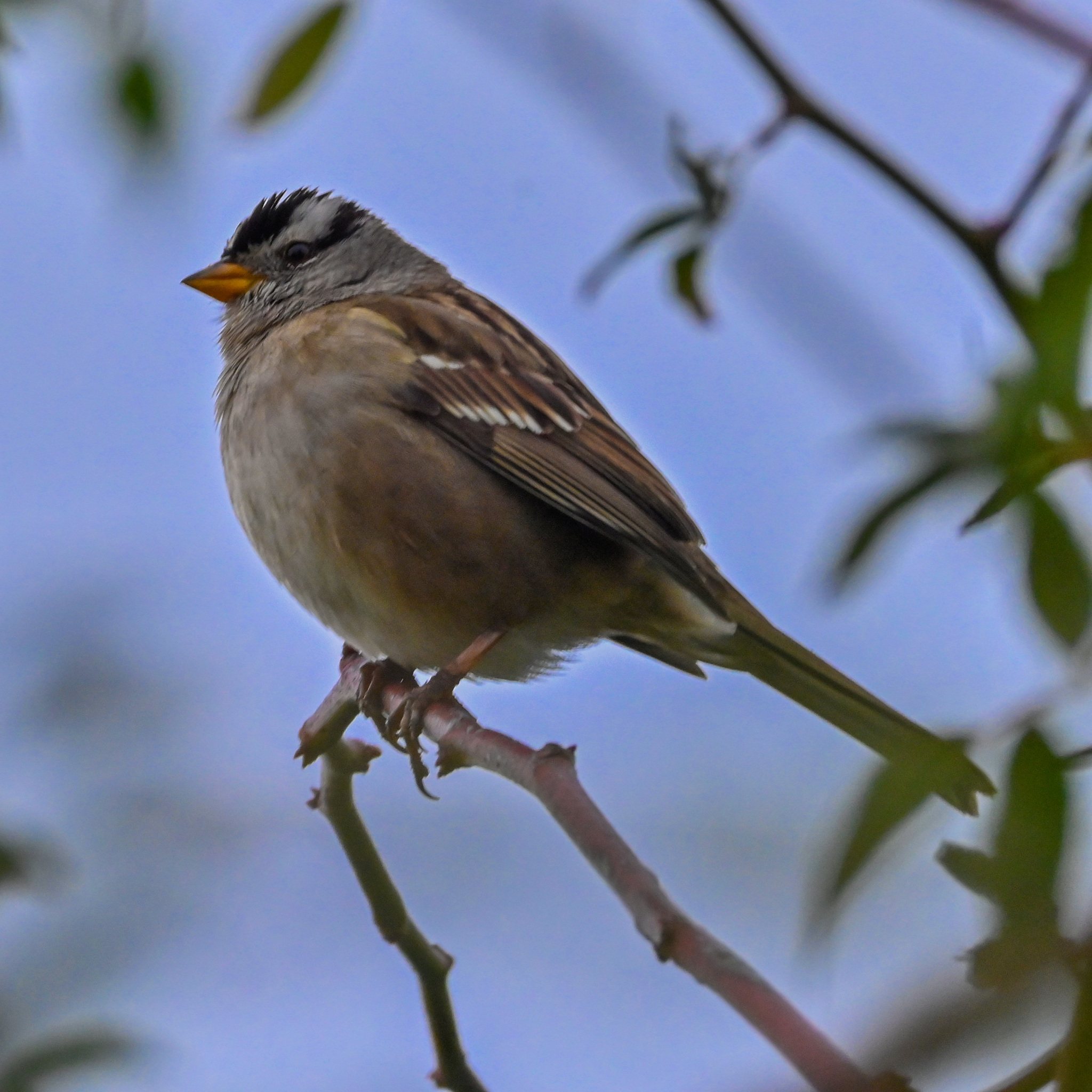 White-crowned Sparrow (Zonotrichia leucophrys)