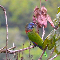 Amazona versicolor