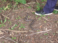 Vipera ammodytes