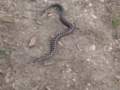 Vipera ammodytes