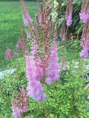 Astilbe