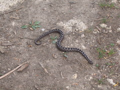 Vipera ammodytes