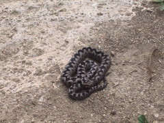 Vipera ammodytes