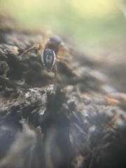 Pelegrina flavipes