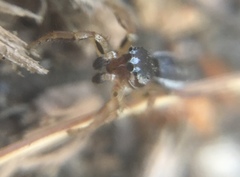 Pelegrina flavipes