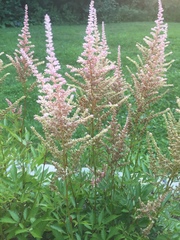 Astilbe