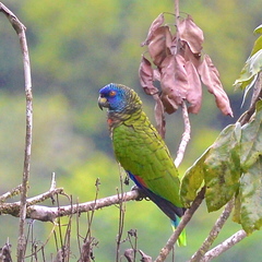 Amazona versicolor