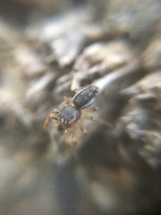 Pelegrina flavipes