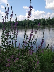 Lythrum salicaria