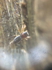 Pelegrina flavipes