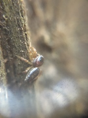Pelegrina flavipes