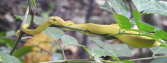 Trimeresurus insularis