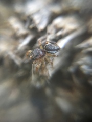 Pelegrina flavipes