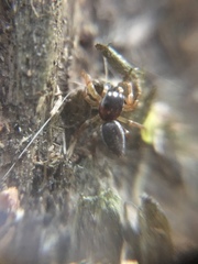 Pelegrina flavipes