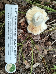 Tamiasciurus fremonti