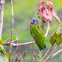 Amazona versicolor
