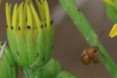 Longitarsus jacobaeae