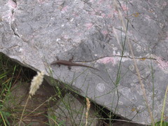 Algyroides nigropunctatus